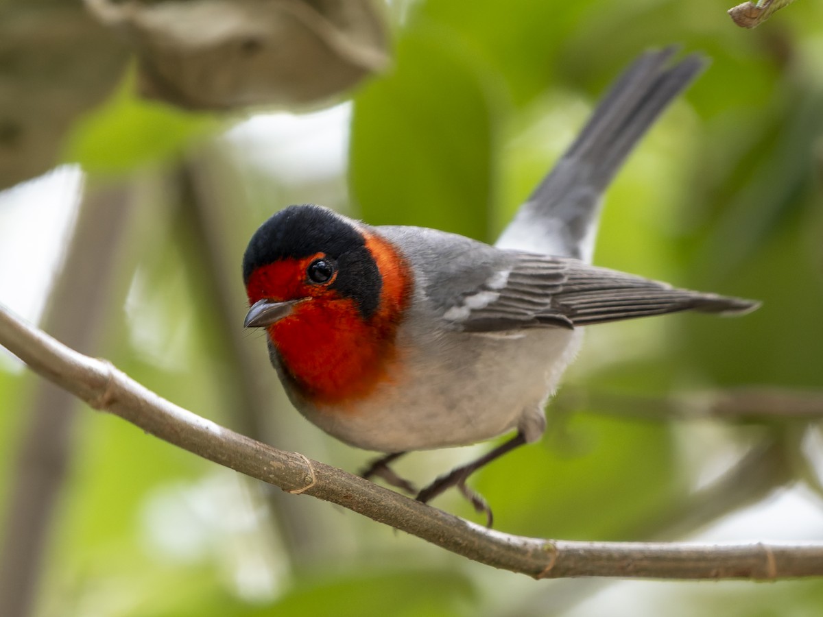 Reinita Carirroja - ML645357890