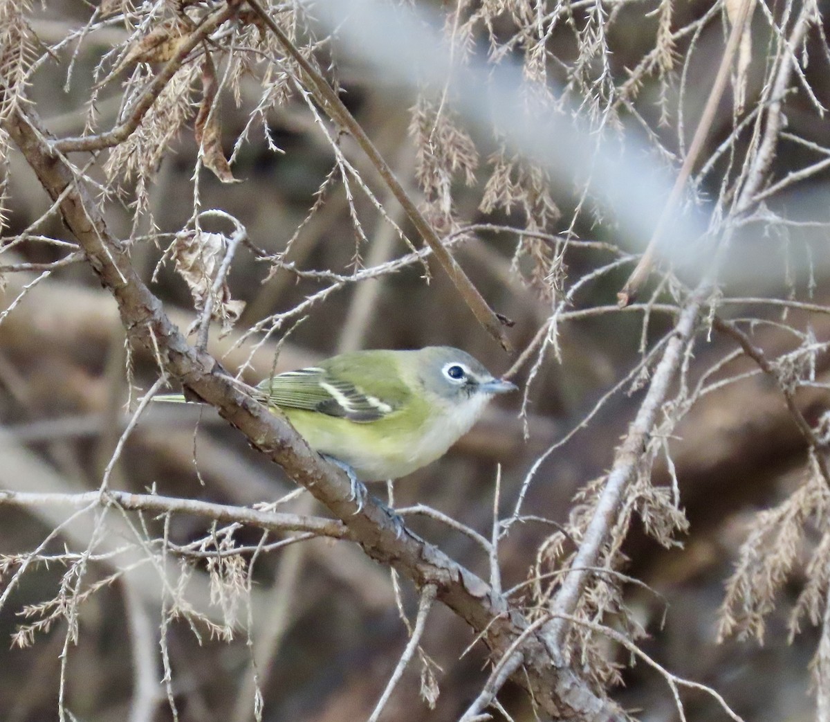 Blue-headed Vireo - ML645357891