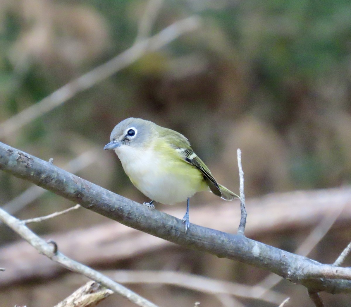 Blue-headed Vireo - ML645357892
