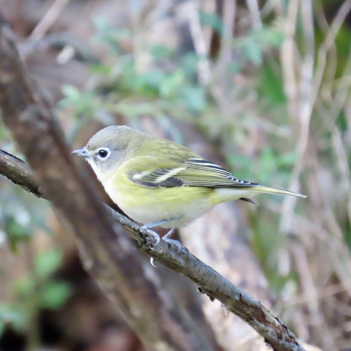 Blue-headed Vireo - ML645357893