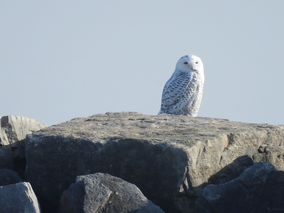 Snowy Owl - ML645357896