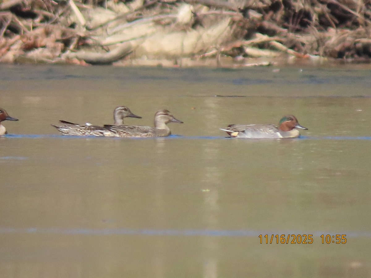 Green-winged Teal - ML645357901
