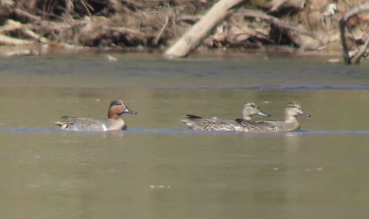 Green-winged Teal - ML645357902
