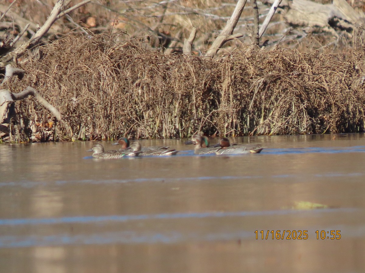 Green-winged Teal - ML645357903
