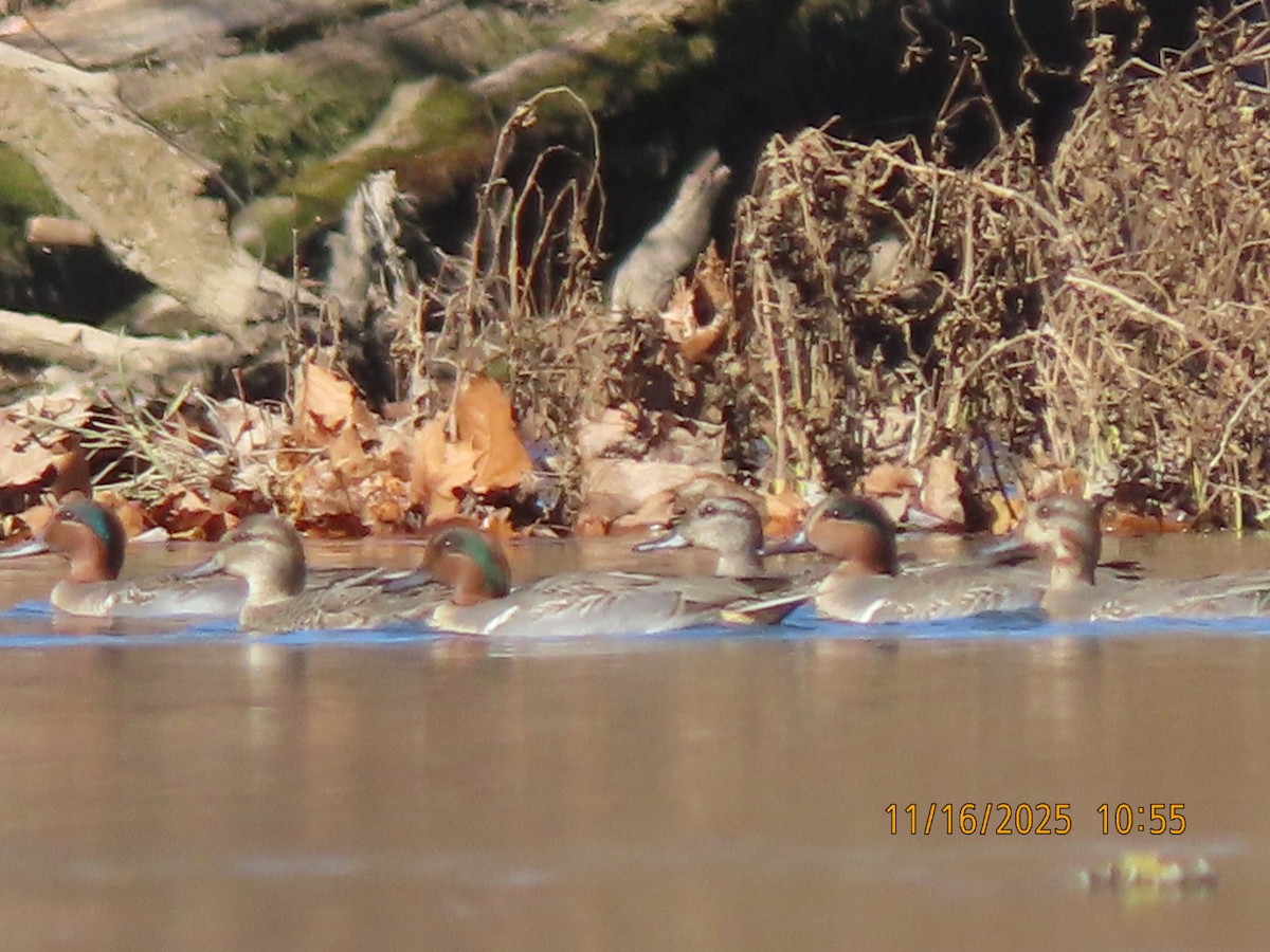 Green-winged Teal - ML645357904