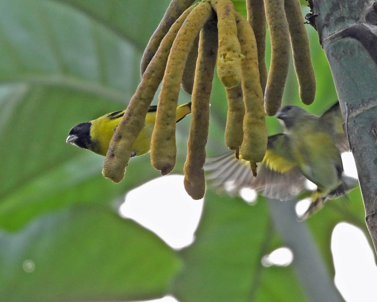 Hooded Siskin - ML645357906