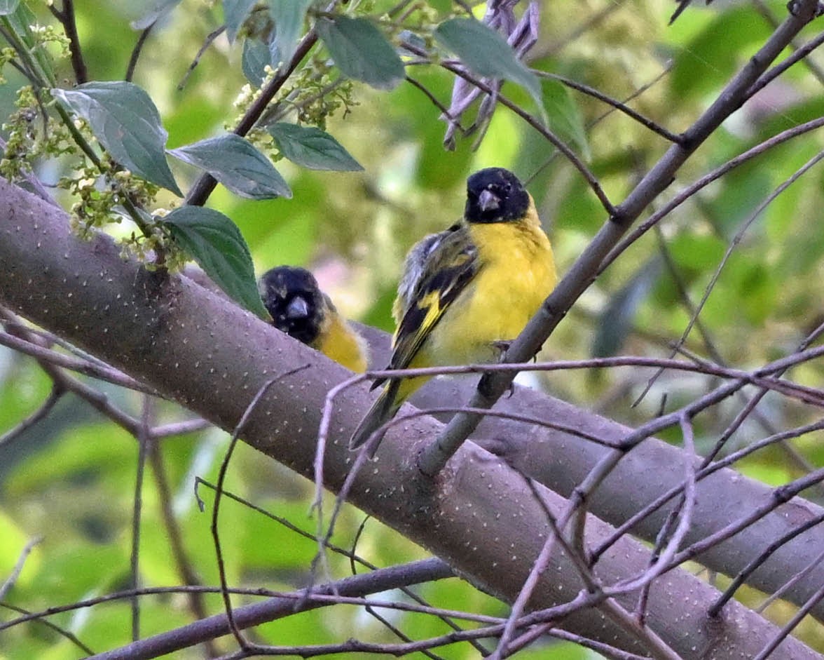 Hooded Siskin - ML645357907