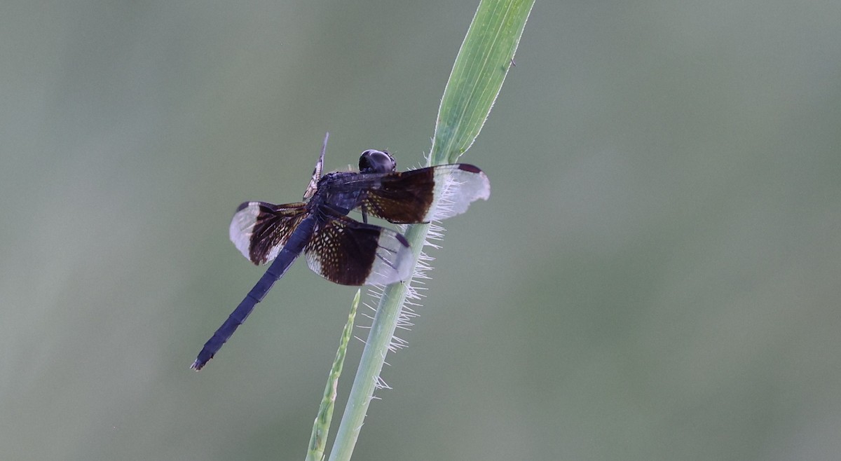 Band-winged Dragonlet - ML645357909
