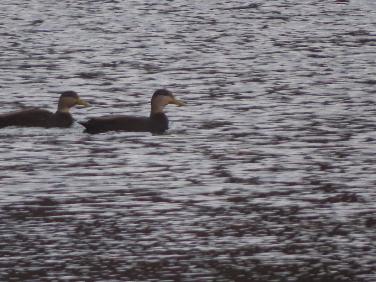 American Black Duck - ML645357914
