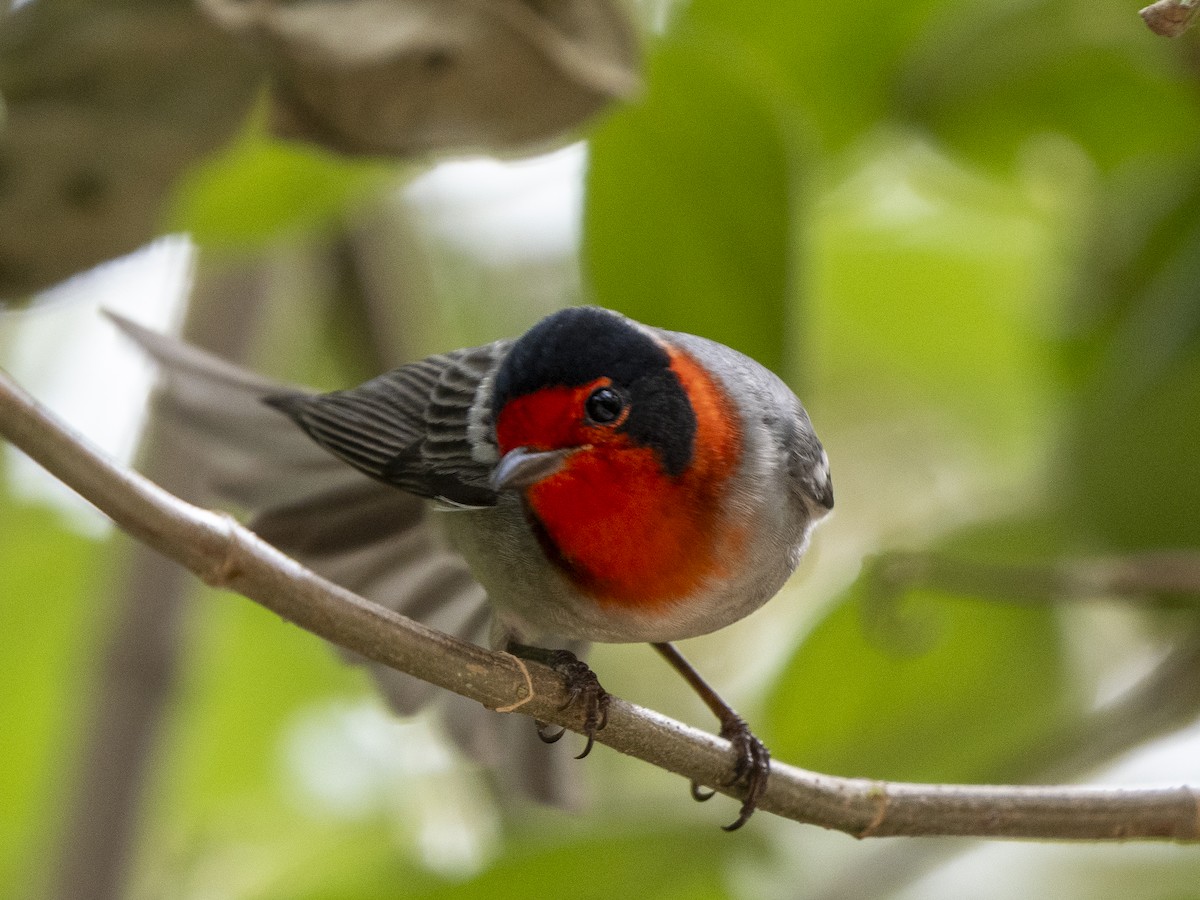 Reinita Carirroja - ML645357917