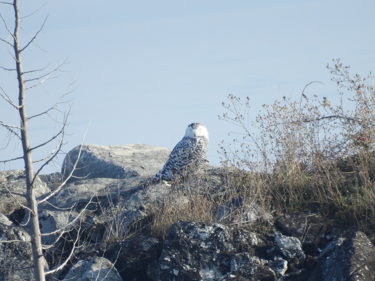 Snowy Owl - ML645357919