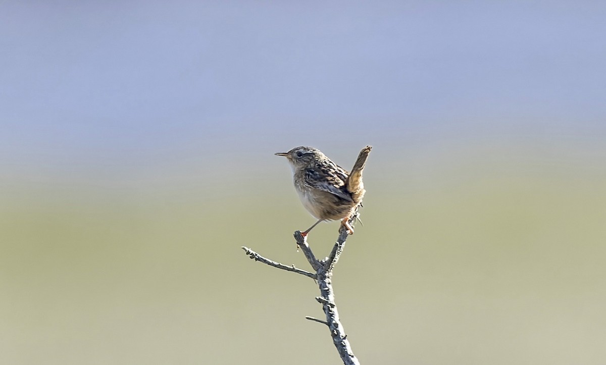 střízlík ostřicový (ssp. hornensis/falklandicus) - ML645357920