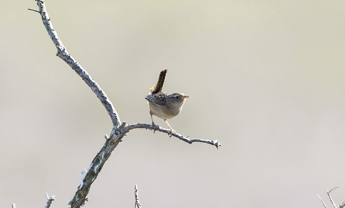 střízlík ostřicový (ssp. hornensis/falklandicus) - ML645357921