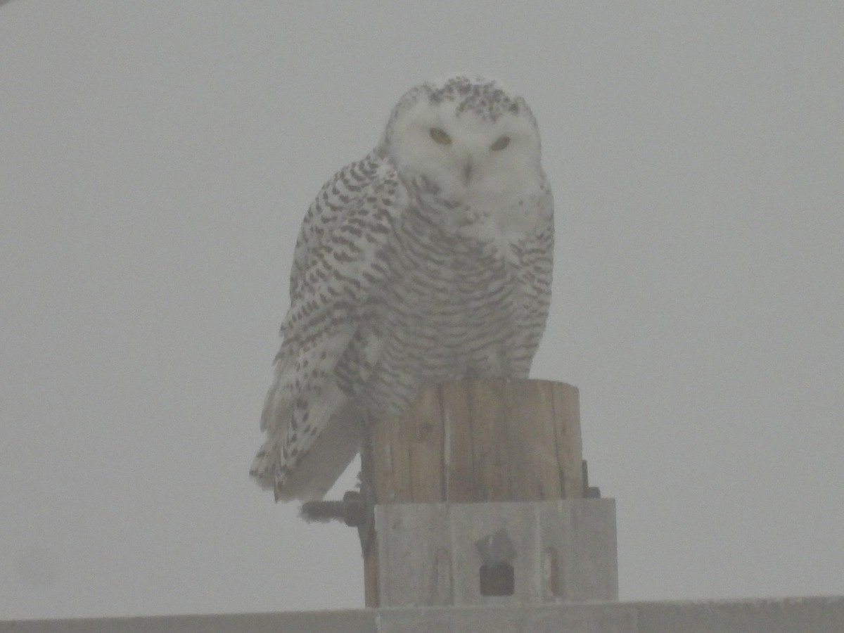Snowy Owl - ML645357926