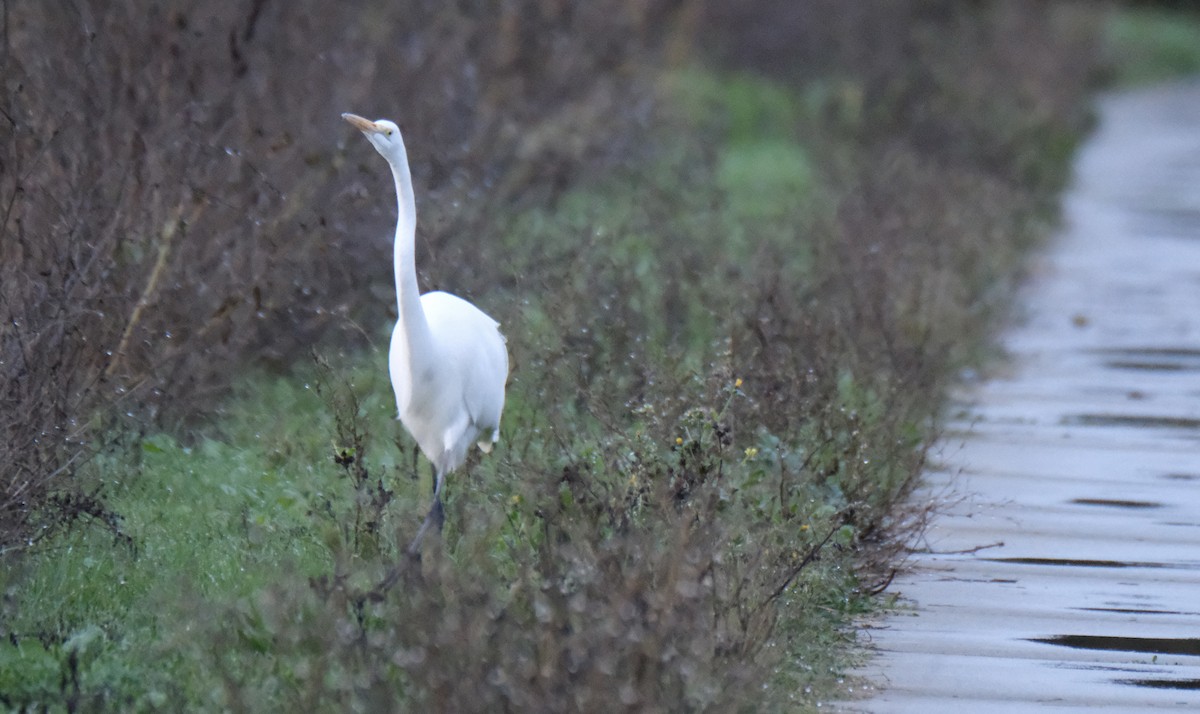 volavka bílá - ML645357932