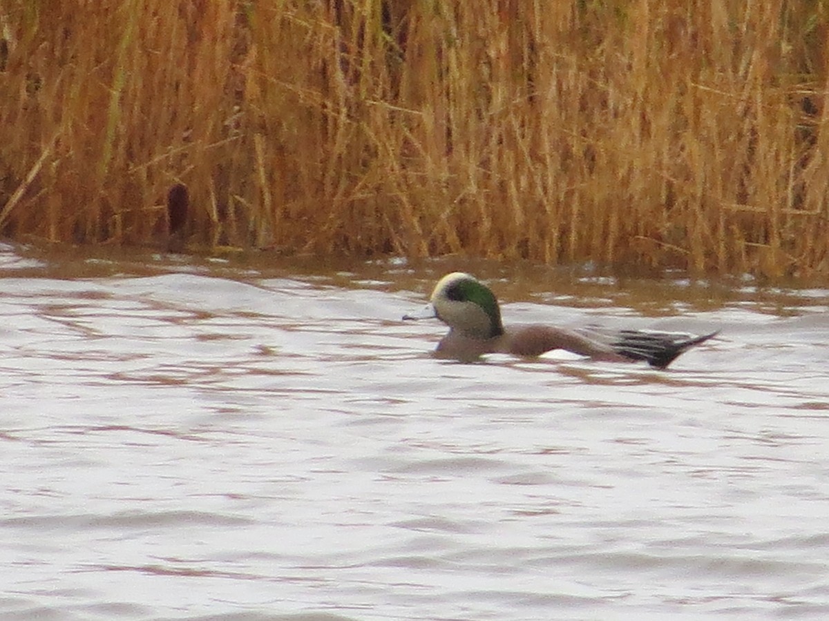 Fischione americano - ML645357946