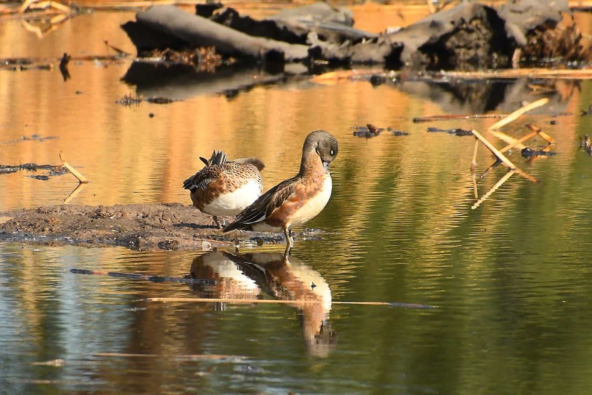 Fischione americano - ML645357950