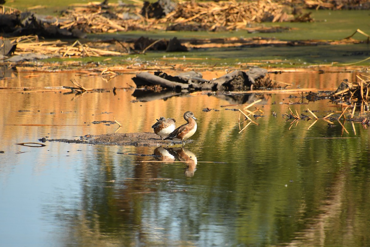 Fischione americano - ML645357954