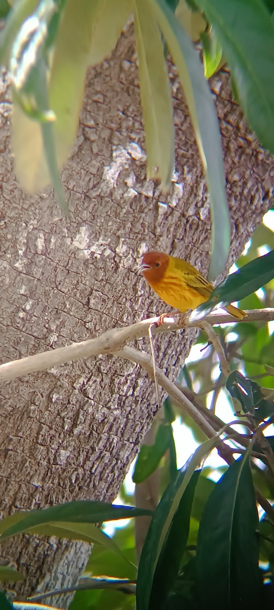 Mangrove Yellow Warbler (Panama) - ML645357957