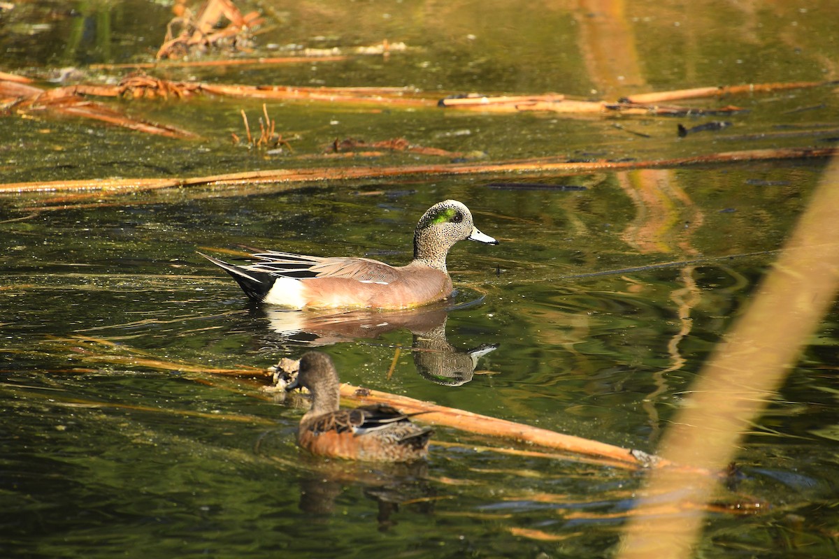 Fischione americano - ML645357960