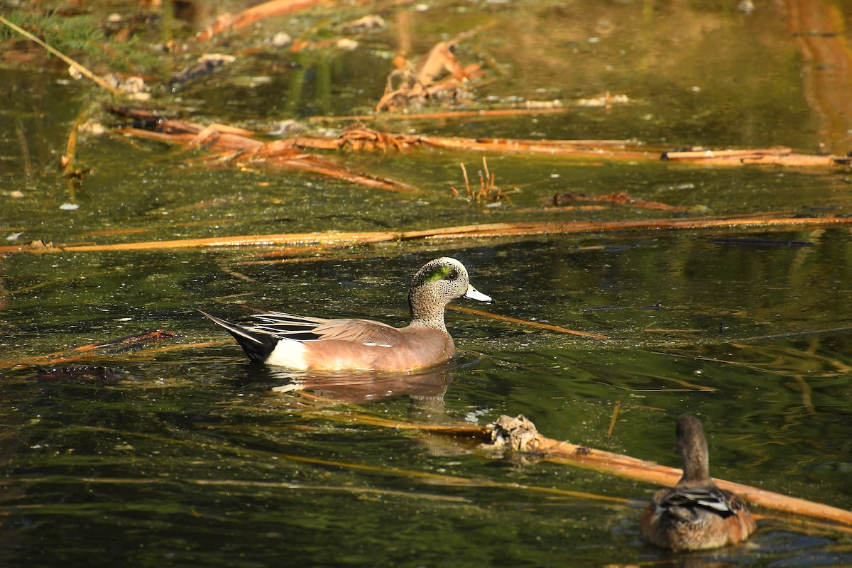 Fischione americano - ML645357961