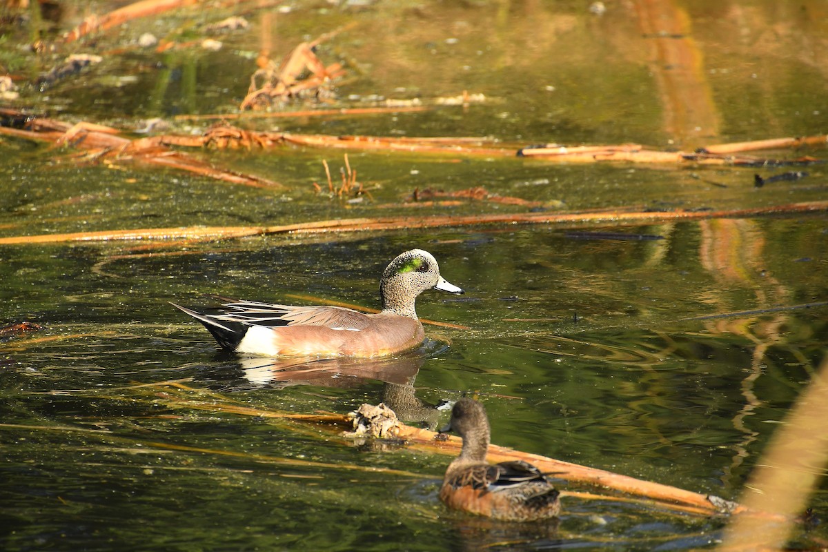 Fischione americano - ML645357962