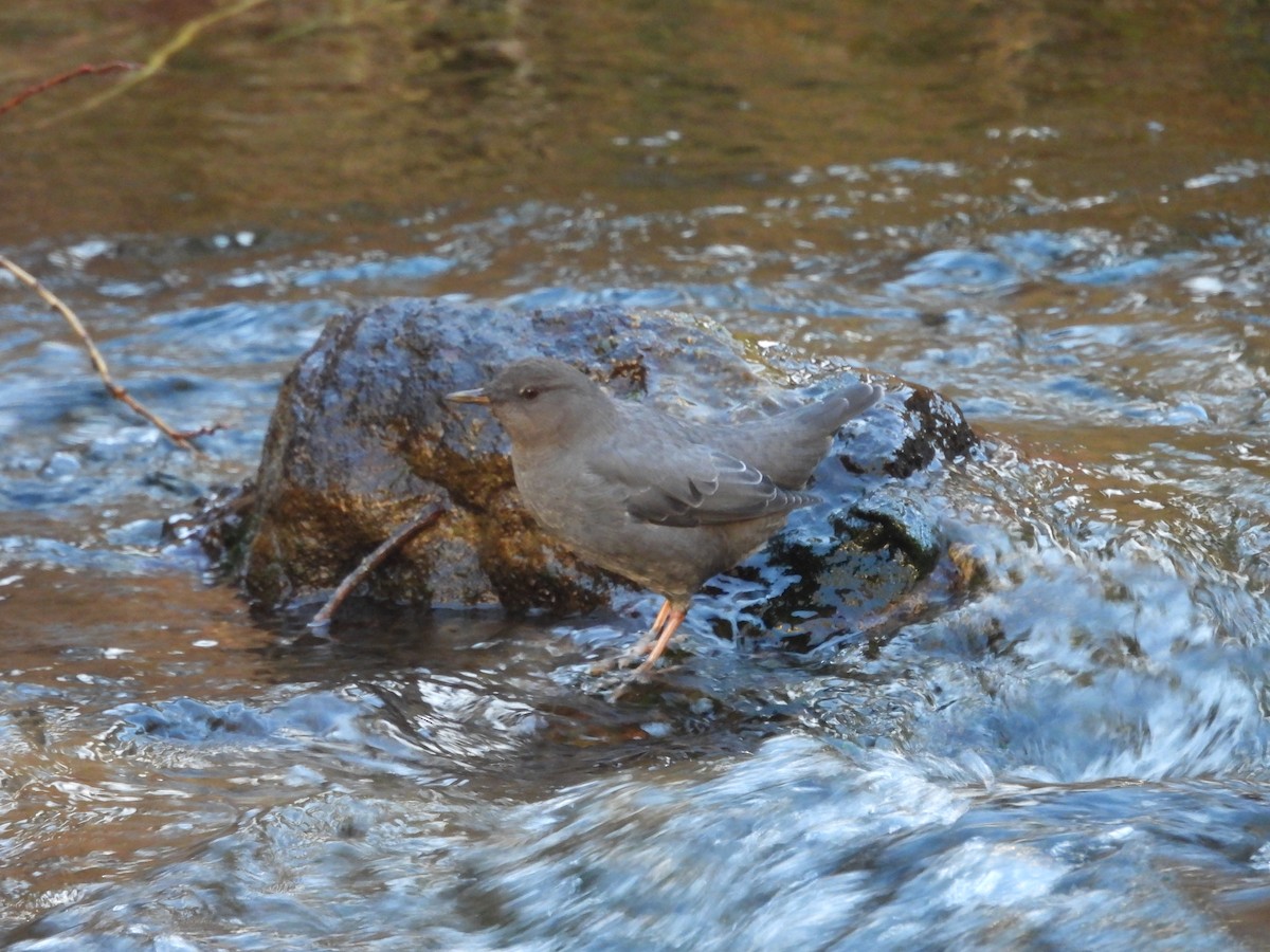 American Dipper - ML645357973