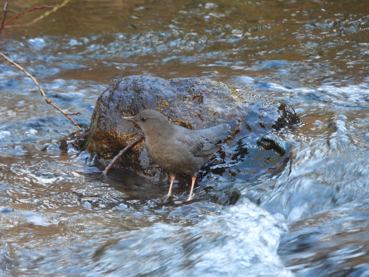 American Dipper - ML645357974