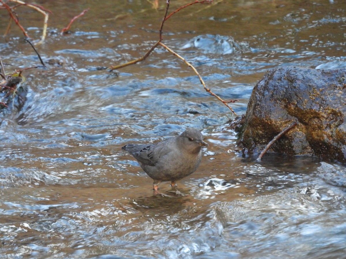 American Dipper - ML645357975