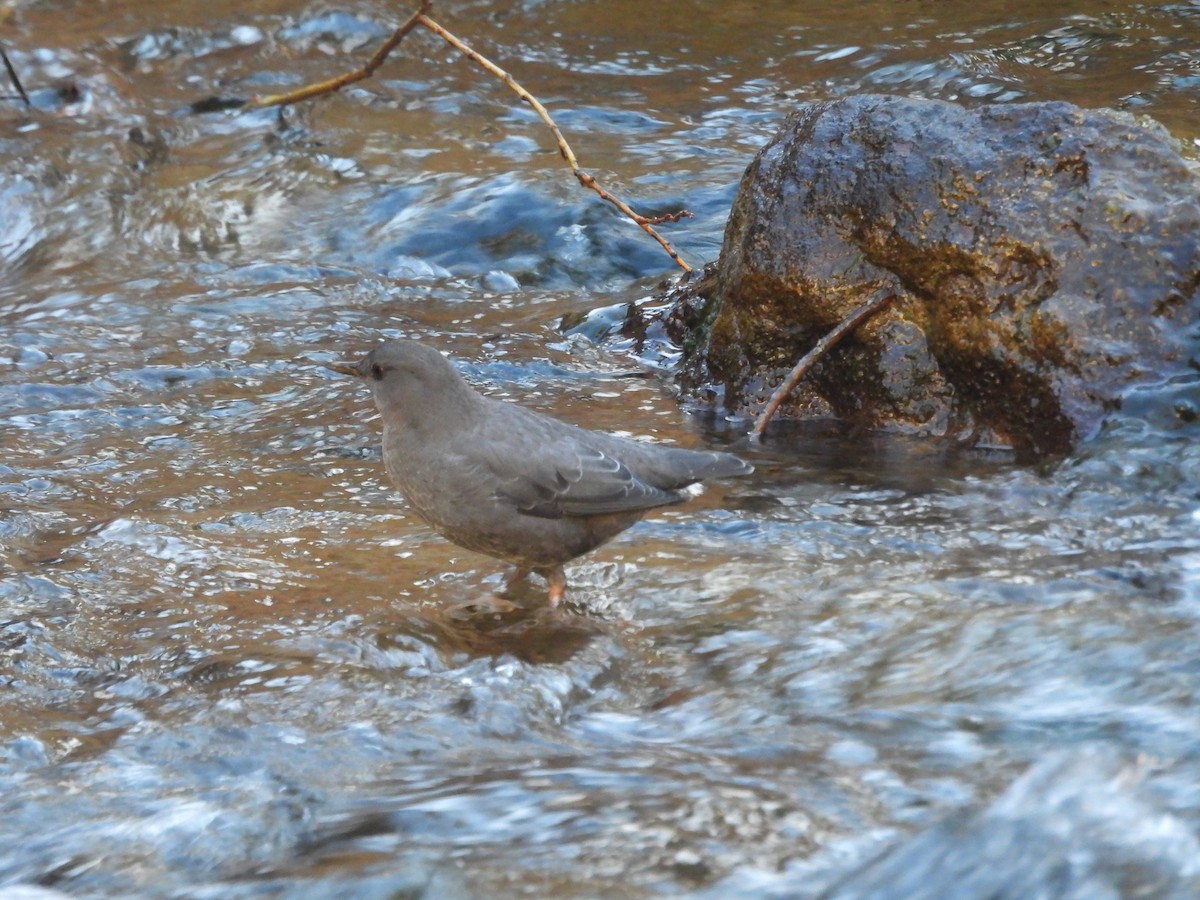 American Dipper - ML645357976