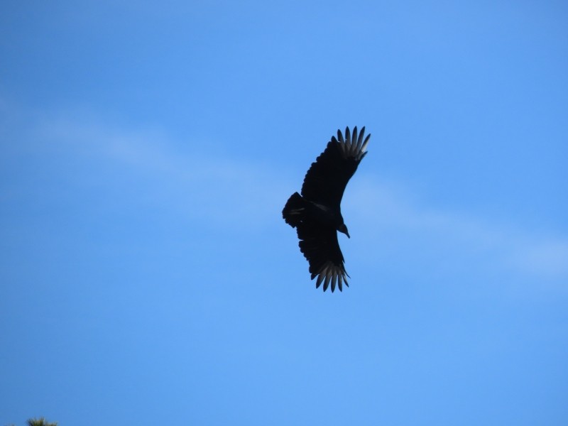 Катарта чорна - ML645357979