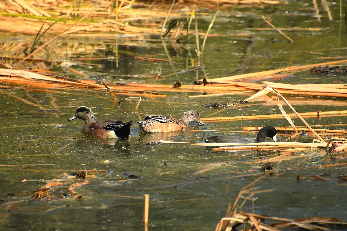 Fischione americano - ML645357983