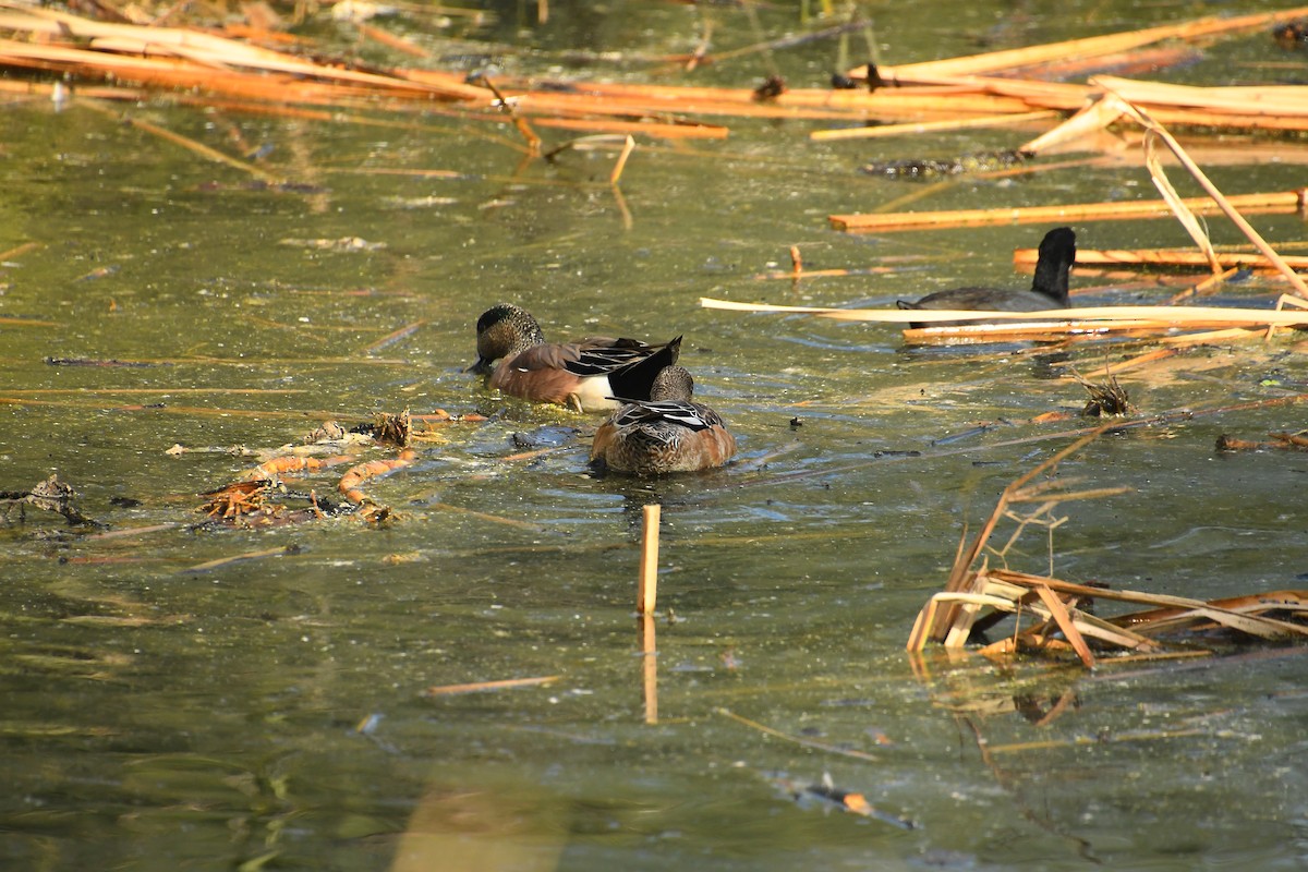 Fischione americano - ML645357984