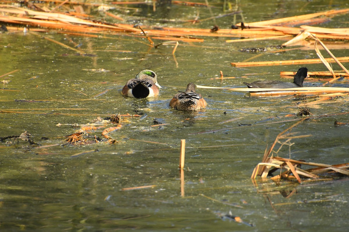 Fischione americano - ML645357985