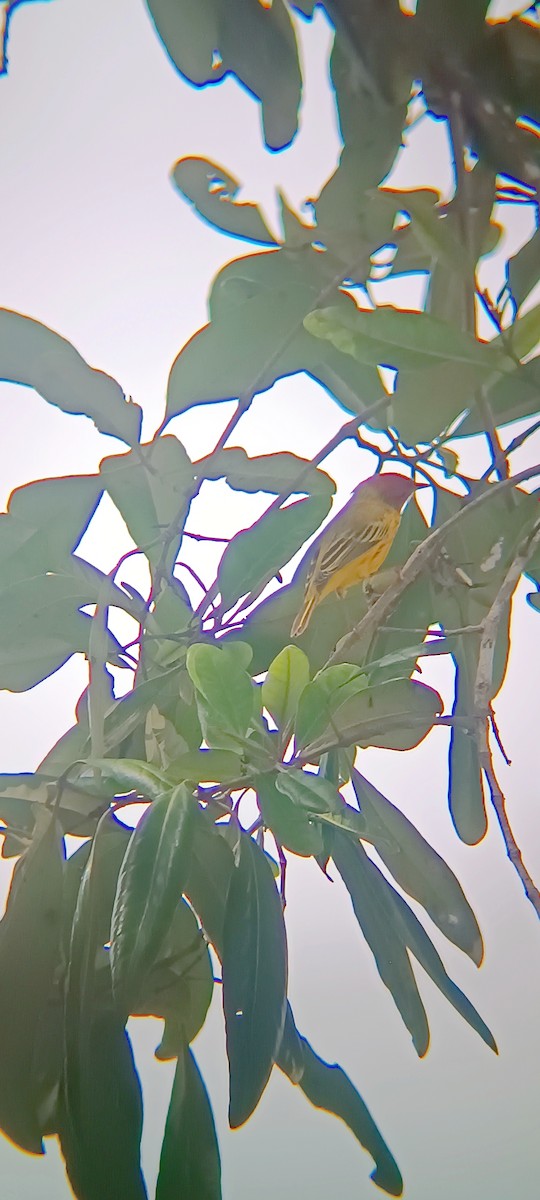 Mangrove Yellow Warbler (Panama) - ML645357988