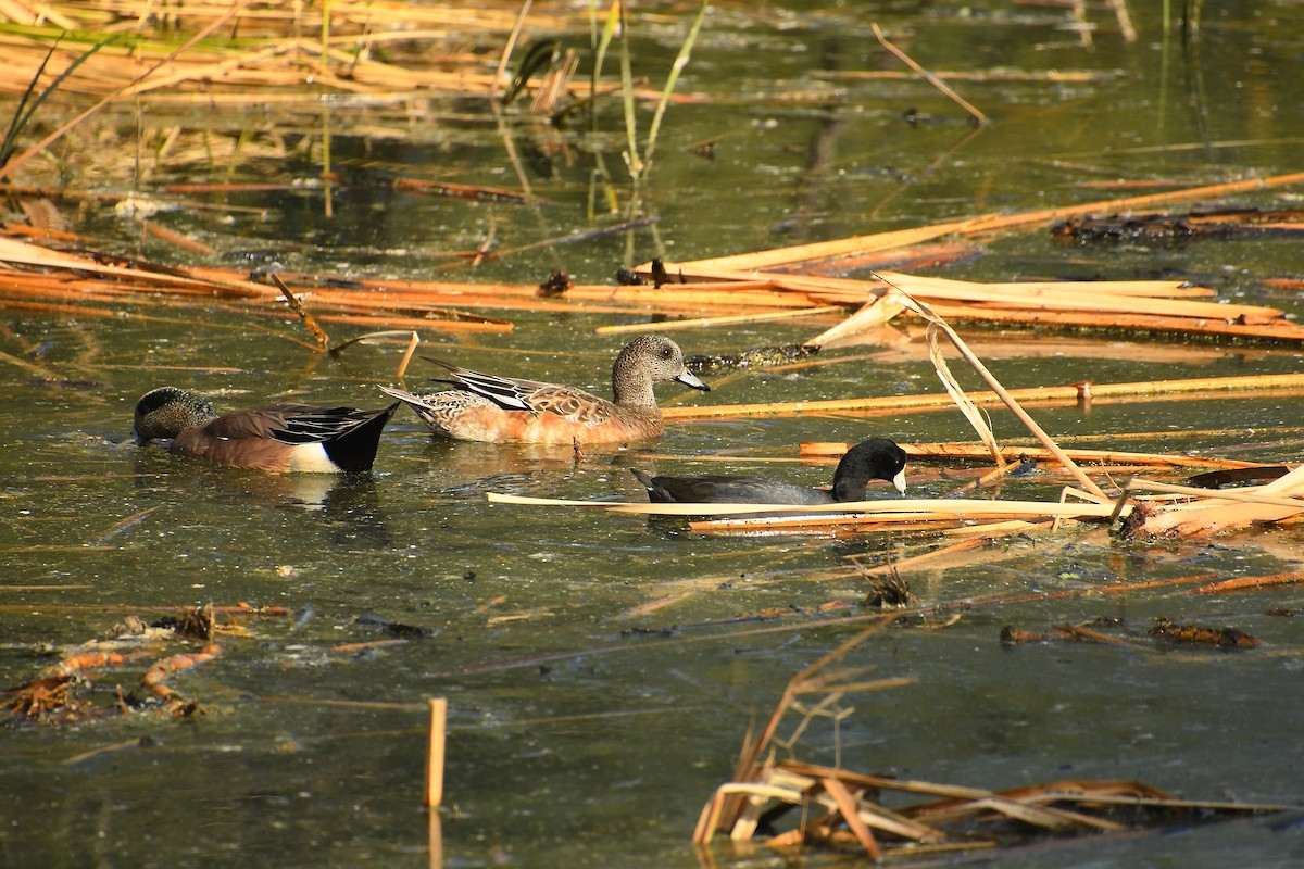 Fischione americano - ML645358005