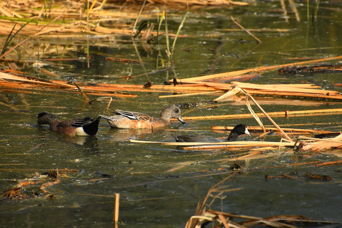 Fischione americano - ML645358006