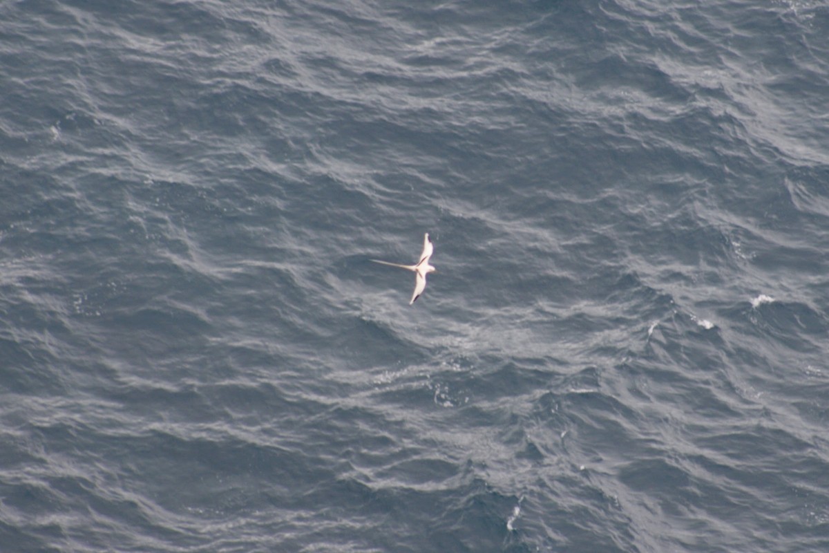 White-tailed Tropicbird - ML645358017