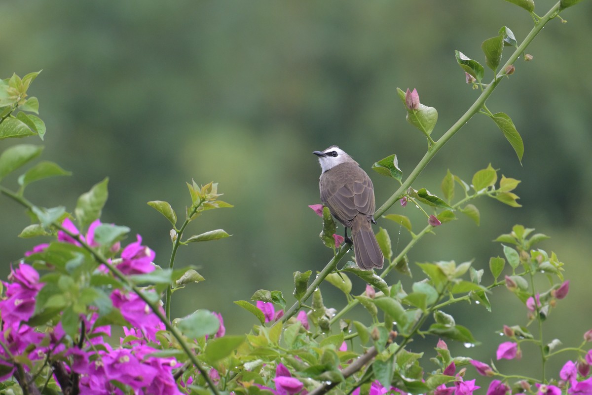 Yellow-vented Bulbul - ML645358023