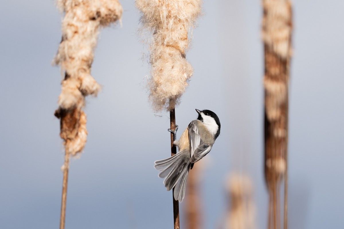 Black-capped Chickadee - ML645358030