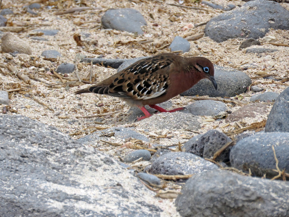 Galapagos Dove - ML645358037
