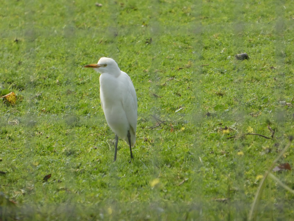 Western Cattle-Egret - ML645358089