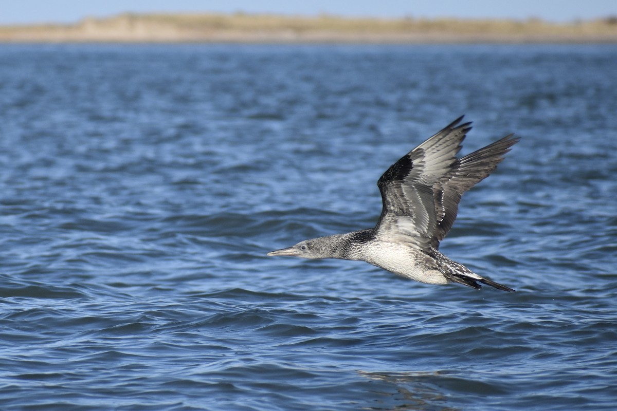 Northern Gannet - ML645358094