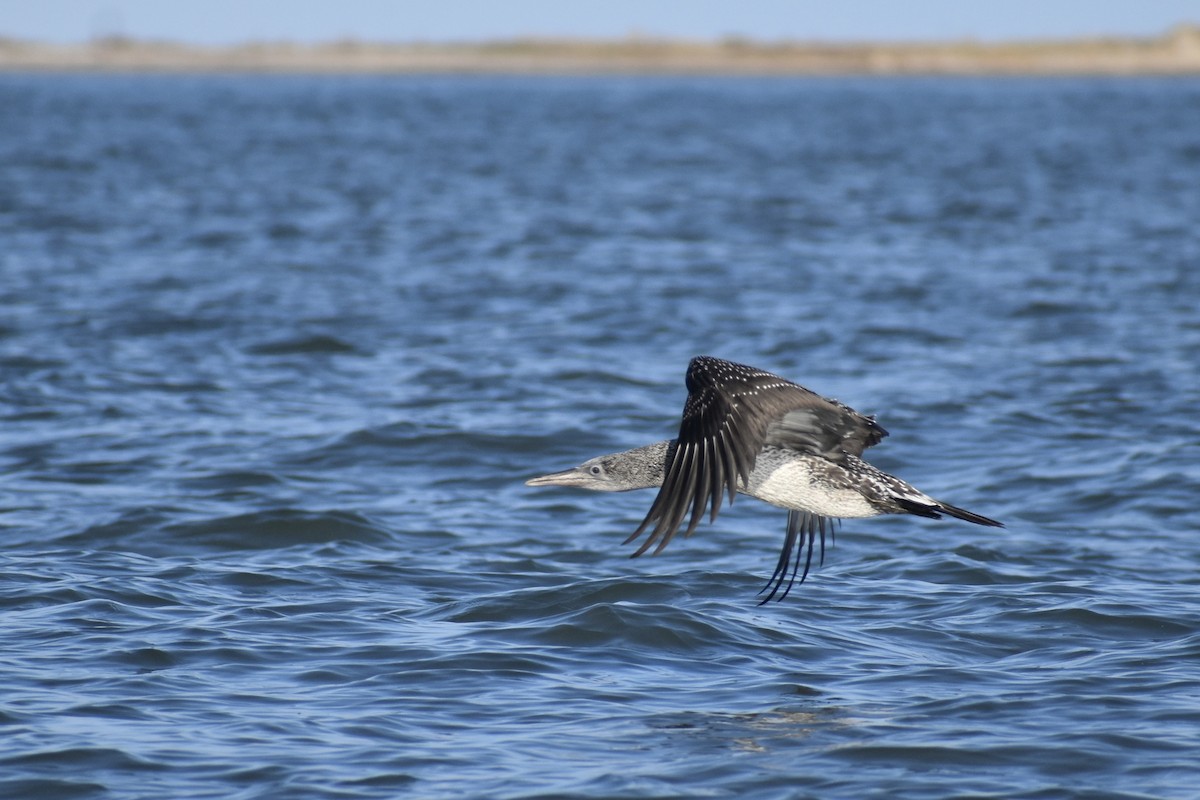 Northern Gannet - ML645358095
