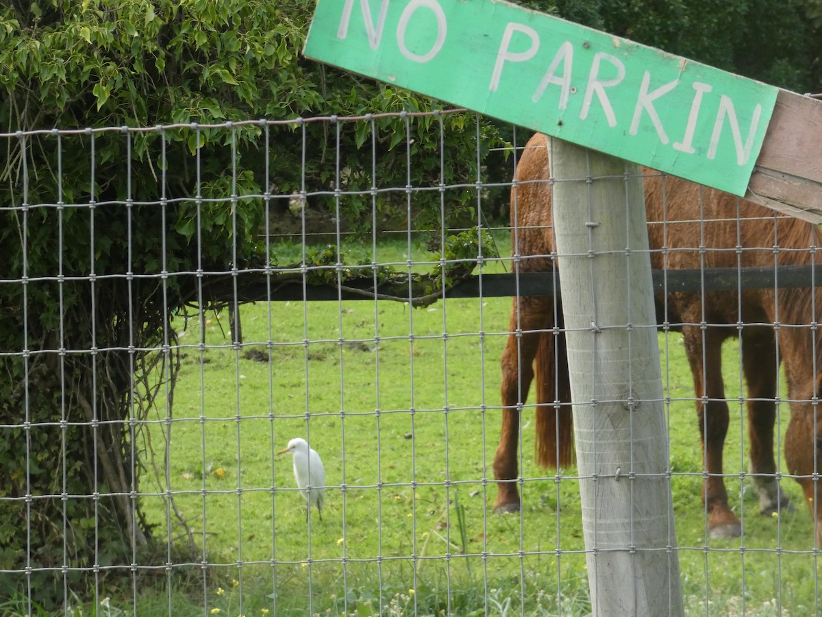 Western Cattle-Egret - ML645358096