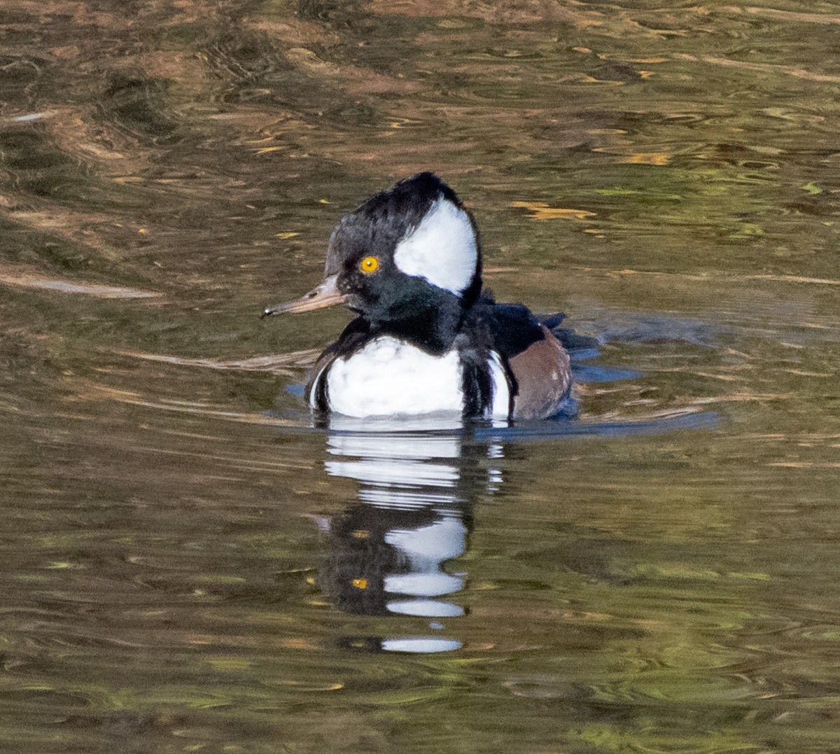 Hooded Merganser - ML645358098