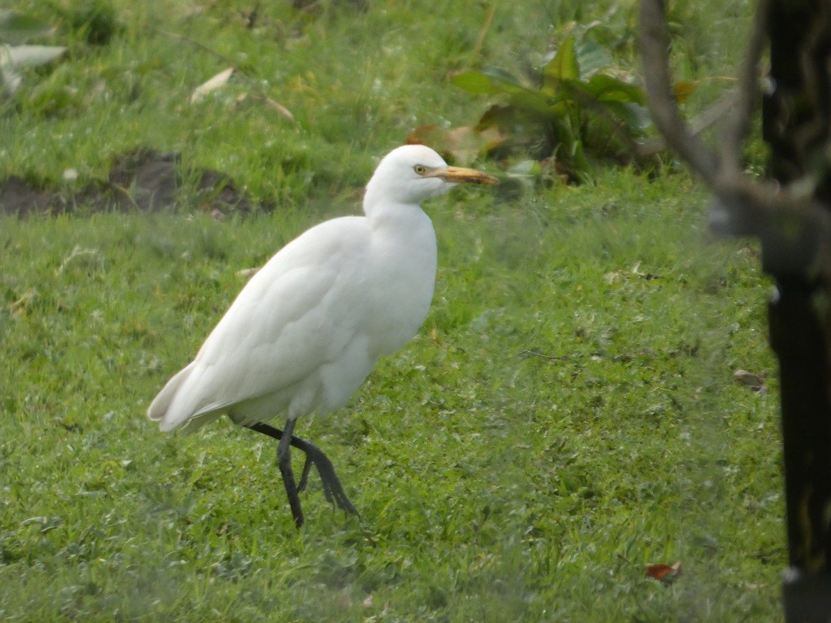 Western Cattle-Egret - ML645358110