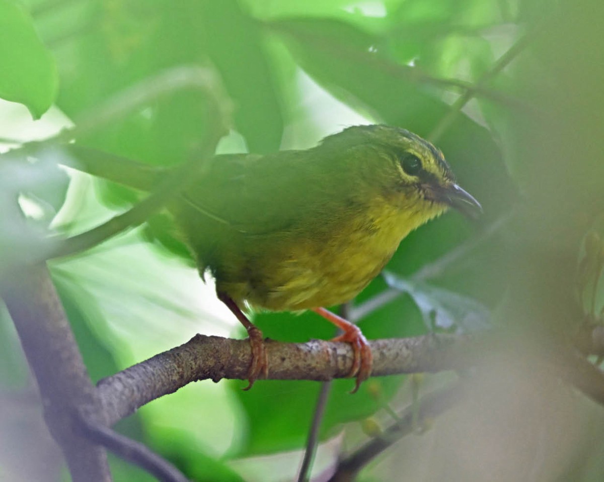 Двухполосый певун - ML645358111