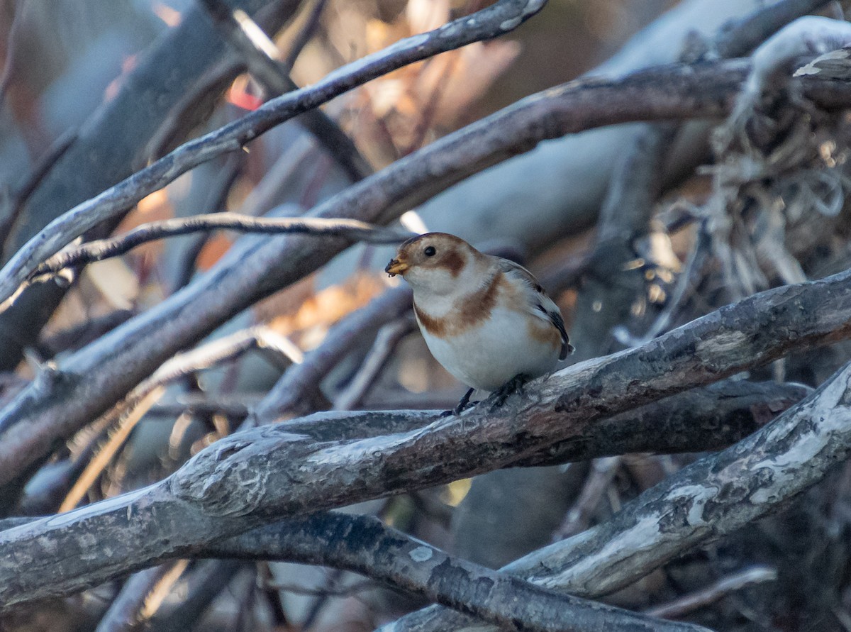 Snow Bunting - ML645358115