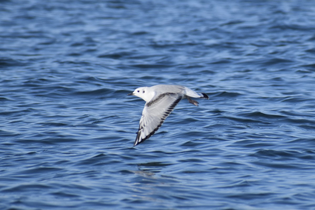 Bonaparte's Gull - ML645358135